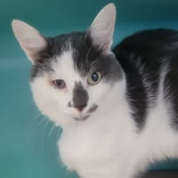 Totof, chat à adopter