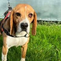 OCLAIRE, chienne à adopter