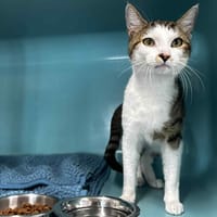 POOKIE, chat à adopter