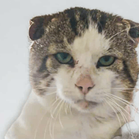 Zerathiel, chat à adopter