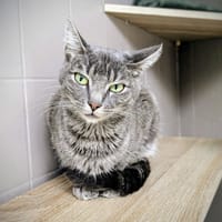 GRISETTE, chatte à adopter