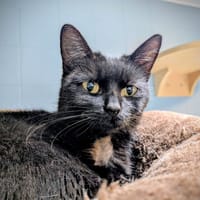 WAKANDA, chatte à adopter