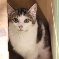 Affreux (réservé), chat à adopter