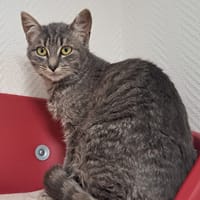 COUSCOUS, chatte à adopter