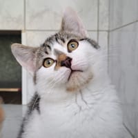 ELYO, chat à adopter