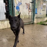 BOOMER, chien à adopter