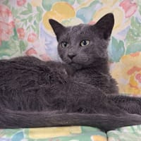 PAELLA, chat à adopter