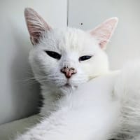 BOOMERANG, chat à adopter