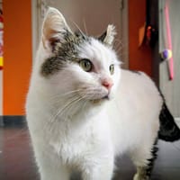 ORION, chat à adopter