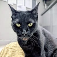 ATOR, chatte à adopter