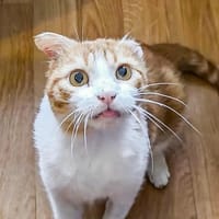 Asap, chat à adopter