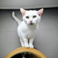 CHICHI, chatte à adopter