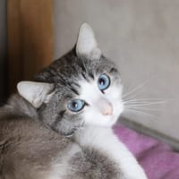 Si, chat à adopter