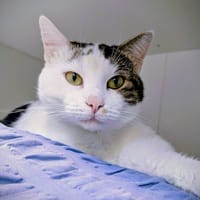 MINOU, chat à adopter