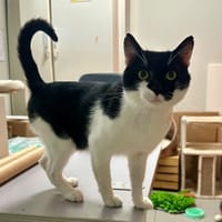 OREO (FIV+), chat à adopter