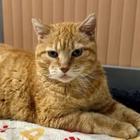 NEEDLE (FIV+), chat à adopter