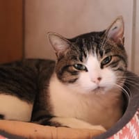 Jaffar, chat à adopter