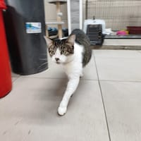 POMPON, chat à adopter