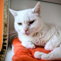 MIKA, chatte à adopter