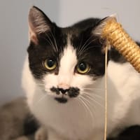 CHARLIE, chatte à adopter
