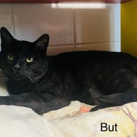 But, chat à adopter