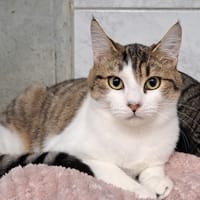 Coco, chat à adopter