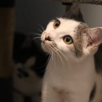 Bab's, chatte à adopter