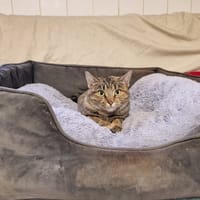 Myst, chatte à adopter