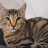 arlo, chat à adopter
