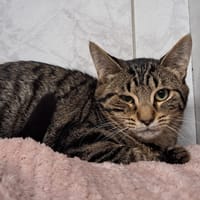 Bafou, chatte à adopter
