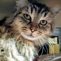 CAFOUIGNETTE, chatte à adopter