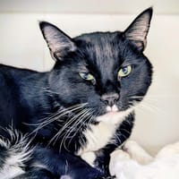 POPI, chat à adopter