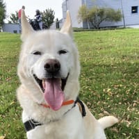 PUFF, chien à adopter