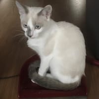 Alaska, chatte à adopter