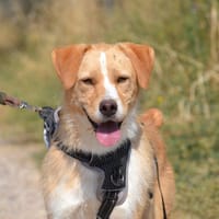 OSO, chien à adopter