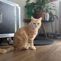Walter, chat à adopter
