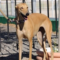 MILI, chienne à adopter