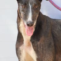VERSACE, chien à adopter
