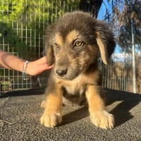 Alex, chien à adopter