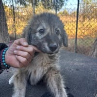Enzo, chien à adopter