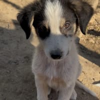Woo, chien à adopter