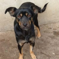 Makéa, chienne à adopter