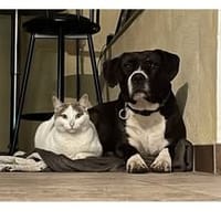 YOUKI, chienne à adopter