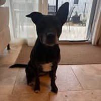 MAYA, chienne à adopter