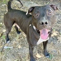 ARISTOTE, chien à adopter