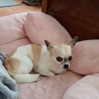 NIKITA, chienne à adopter