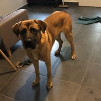 ASTON, chien à adopter