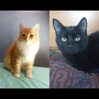 PHOEBIOS et ZOU, chatte à adopter