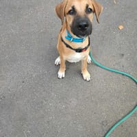 🐾 À L’ADOPTION – QUIMPER, un cœur tendre en quête de sa famille pour la vie ! 🐾, chien à adopter