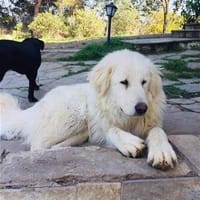 Mr White, chien à adopter